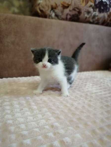 Без кота и жизнь не та! в Липецке фото 24