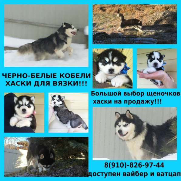 Хаски для вязки и щенки на продажу