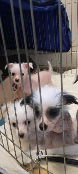 Продам очаровательных щенков Китайской хохлатой в Дубне фото 6