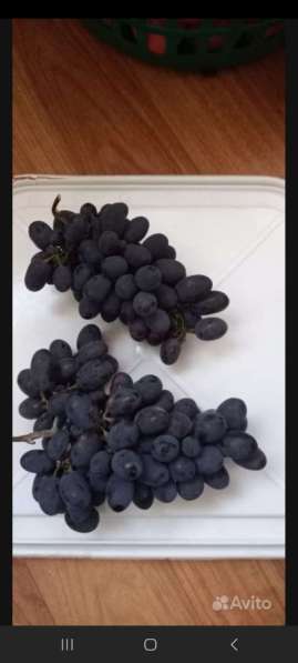 Продажа саженцев винограда в Тамбове фото 4