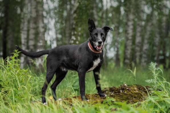 Статный красавец Виконт ищет семью в Москве фото 36