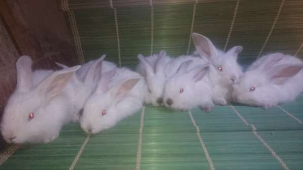 Продаются кролики, крольчата породистые в фото 5