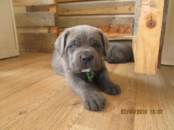 Малыши Корсики 3 мес в Москве фото 22