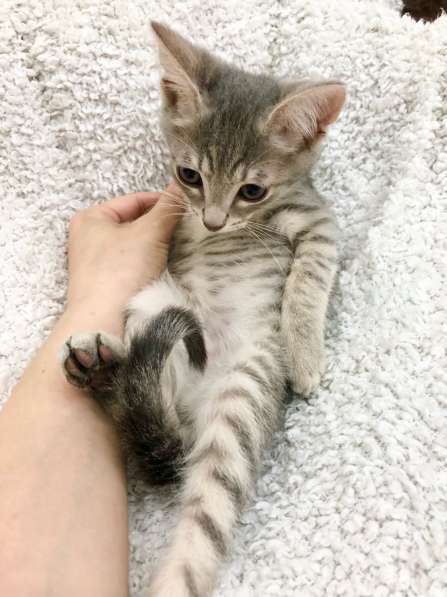 Котёнок в дар – малыш Матроскин в Москве фото 3
