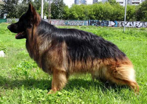 Отличный Кобель немецкой длинношерстной овчарки в Алуште фото 25