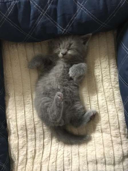 Британский котенок в фото 6