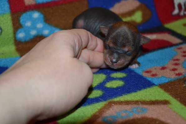 Щенки китайской хохлатой собаки мини в Пушкино фото 3