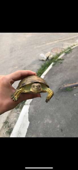 Черепахи в Махачкале фото 3