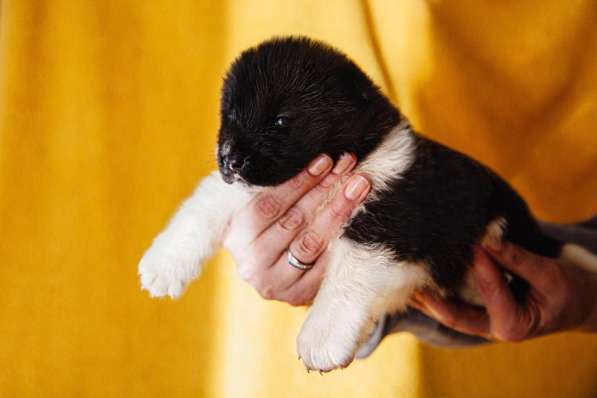 Щенки американской акиты в Ростове-на-Дону фото 13