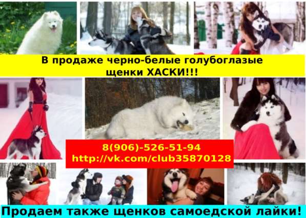 Голубоглазые хасята