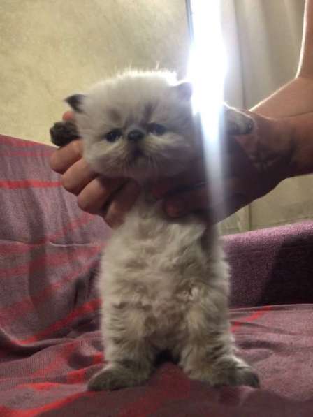 Экзотическая кошка (экзот-экстримал). Редкий окрас в фото 5