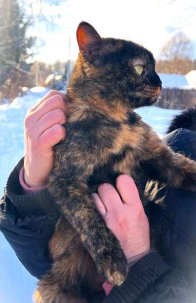 Ласковая кошка подросток Чунечка ищет семью в Москве фото 4
