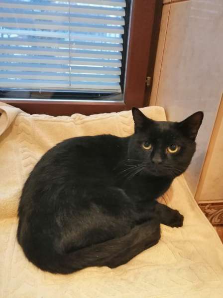 Кот-массажист в Санкт-Петербурге фото 10