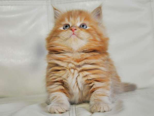 Шикарные котята скоттиш-фолд в Екатеринбурге фото 9