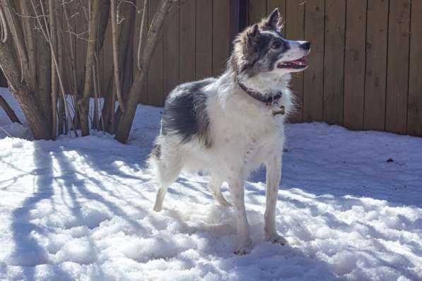 Очень ищет свою семью Ластик в Москве фото 14