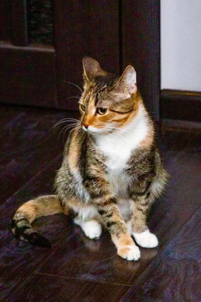 Кошечка Стеша - девочка с огоньком в добрые руки в Москве фото 8