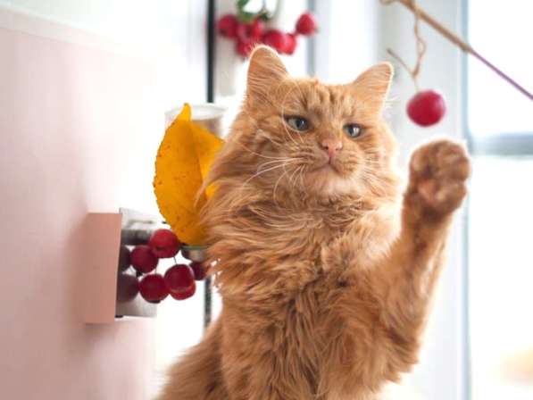 Рыжий кот Желточек в добрые руки