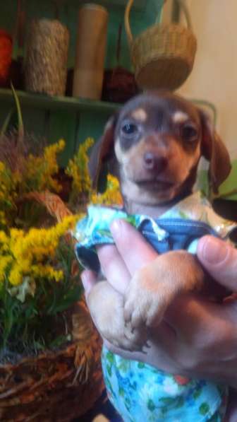 Щенки таксы миниатюрной в Твери фото 19