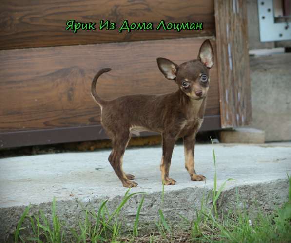 Щенки Русского той -терьера в Новосибирске фото 35