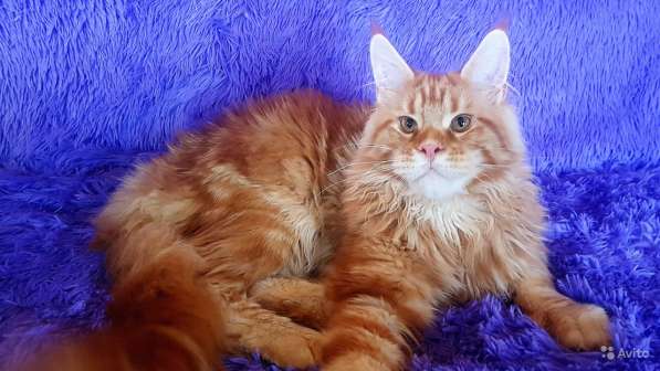 Котёнок шоу/брид класса, Чемпион WCF в Екатеринбурге фото 18