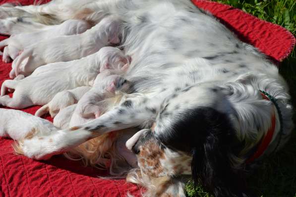 Английский сеттер щенки из элитного питомника в Москве фото 183