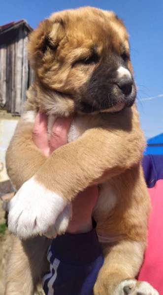 Продаются щенки алабая в фото 36