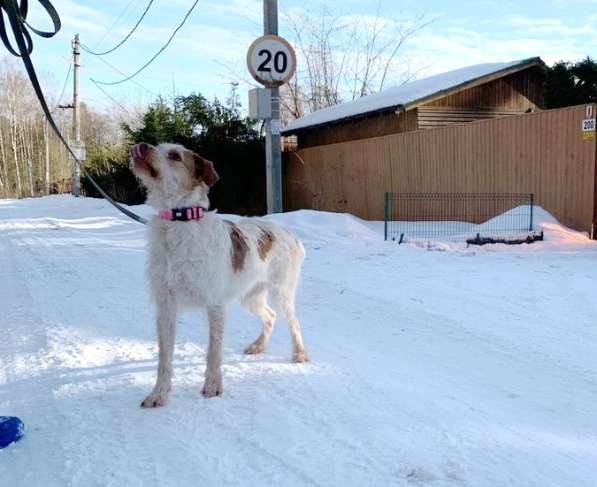 Интересная и милая собака, метис дратхаара в Санкт-Петербурге фото 20