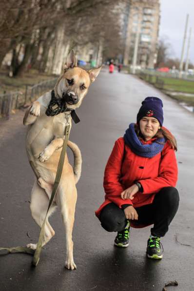 Крупный, молодой и сильный пёс с харизмой в Санкт-Петербурге фото 12