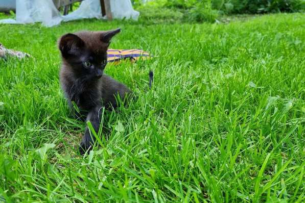 Черный котенок ищет хозяина ! в Москве