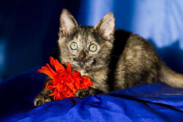 Ищут дом котята Альфа, Мышка и Рыжик в Москве фото 21