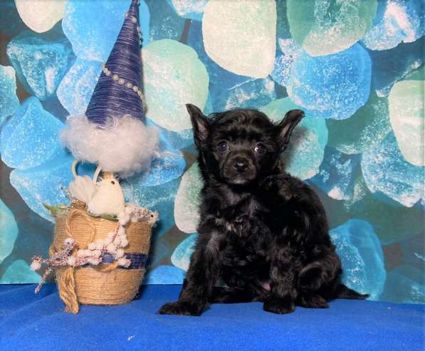 Китайская хохлатая собака-девочка черная жемчужина в Москве