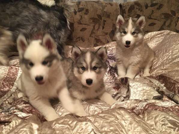 Продаются хасята в Раменское фото 4