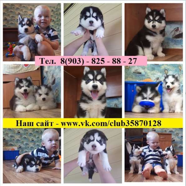Черно-белые голубоглазые щеночки хаски