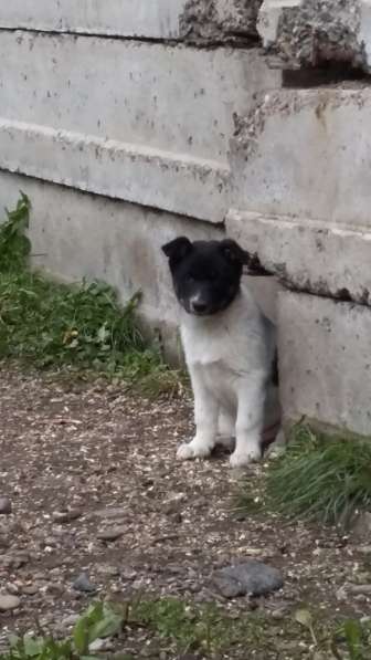 Щенки ищут хозяина в Красноярске фото 12