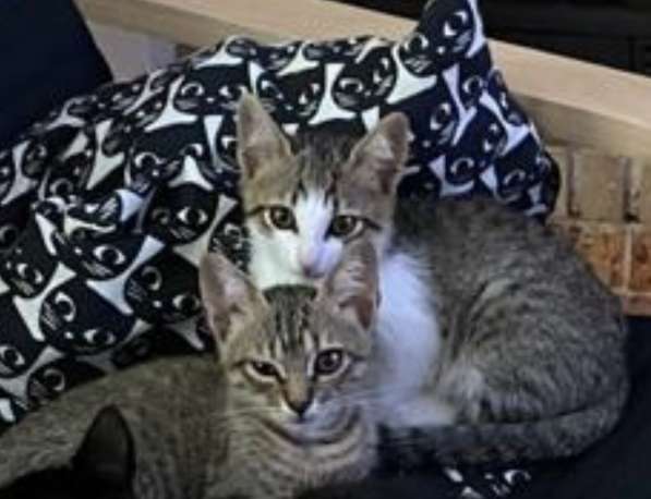 Котята в фото 5