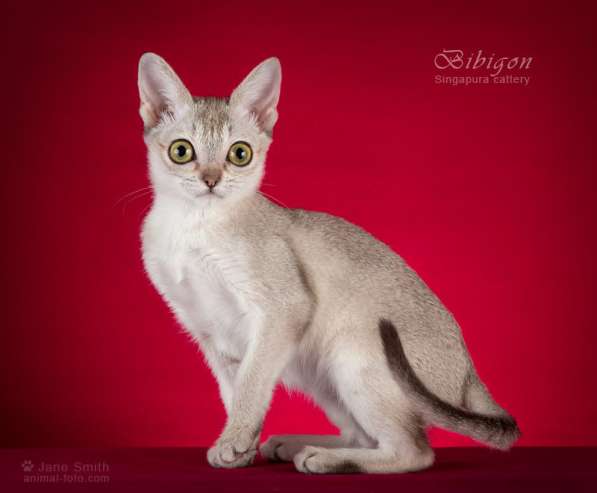 Котята породы Сингапура из питомника БИБИГОН в Москве фото 16