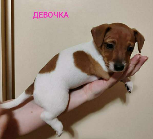 Щенки Джек Рассел терьер в фото 8