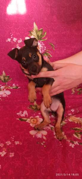 Щенки той терьера в Челябинске фото 8