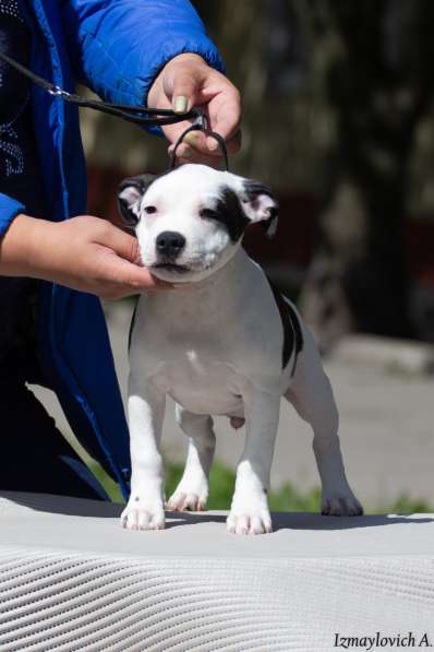 Продажа стаффбуля в Калининграде фото 17