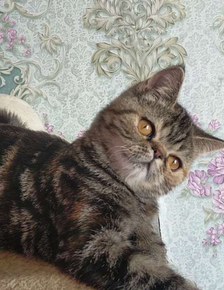 Котенок экзот девочка в Челябинске фото 16