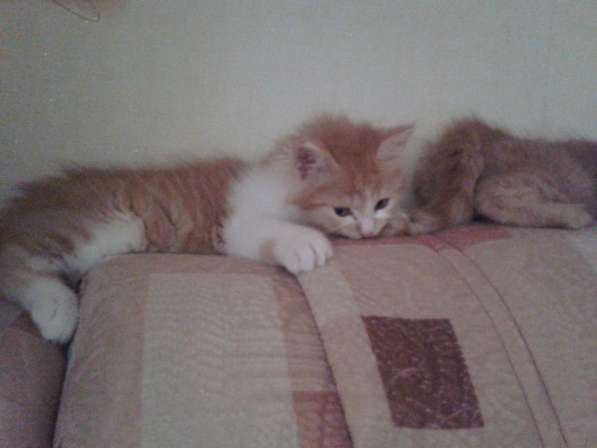 Рыже -белая котейка в Тюмени фото 3