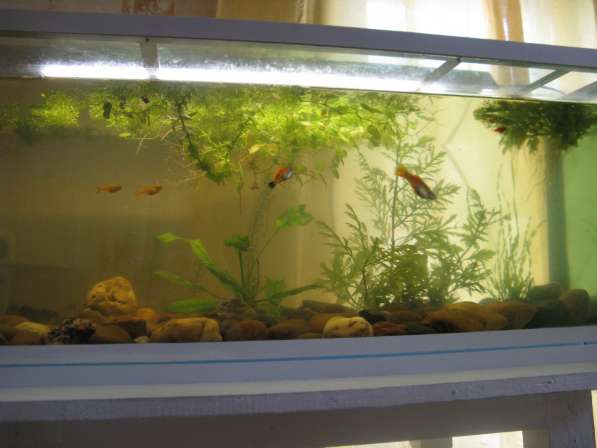 Продам аквариум, надёжный и крепкий, усиленный в Самаре фото 7