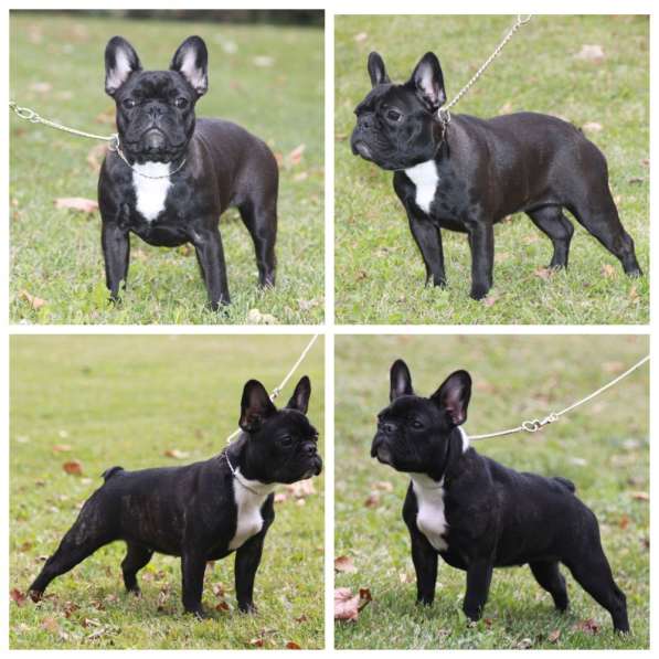 Французский бульдог подрощенная девочка в Москве фото 15