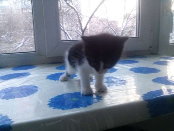 Черно-белого котенка отдам бесплатно в Хабаровске