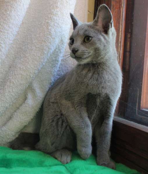 Котята русской голубой в Санкт-Петербурге фото 5
