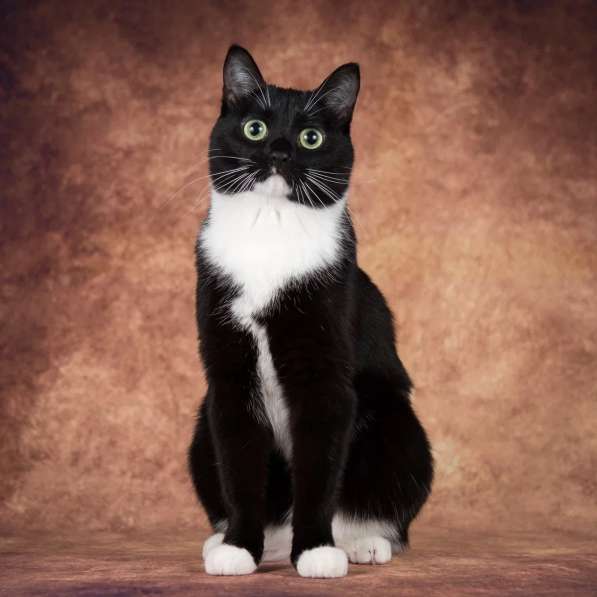 Кошечка Майя ищет семью в Москве фото 6