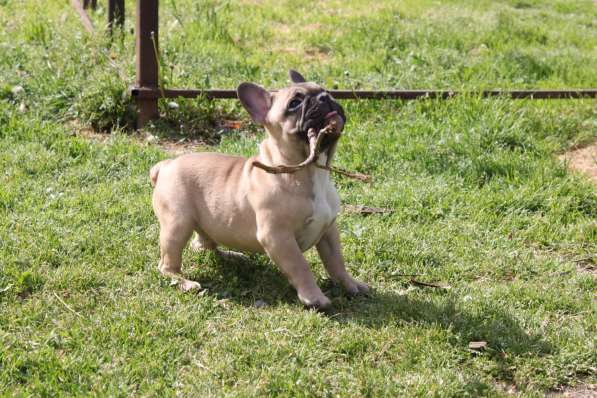 Щенки в Краснодаре фото 4