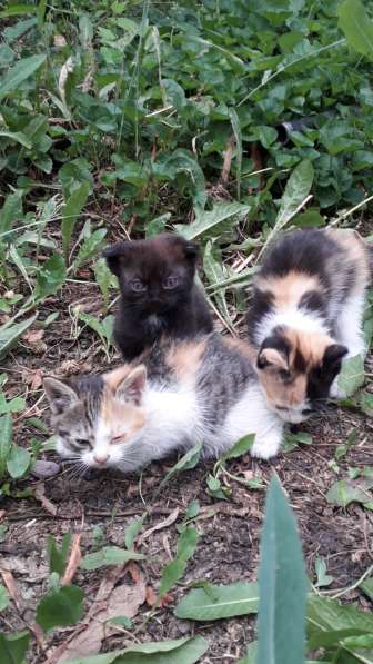 Шотландские котята скотиш-фолды(вислоухие) и скотиш-страйты в 