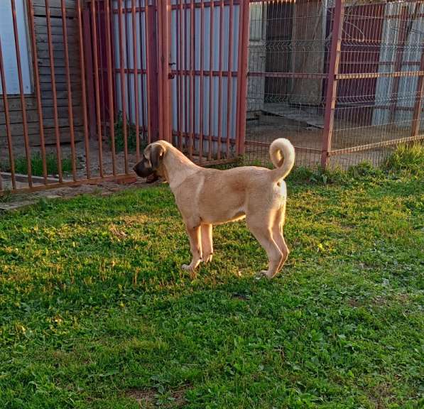 Щенки Кангальской овчарки в Москве фото 15