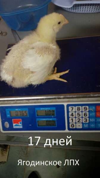 Цыплята бройлерные Арбор Акрис (Кобб 700) в Тольятти фото 4